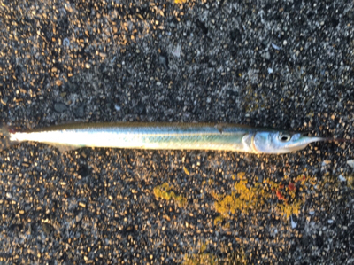 ノマセなぜ飲まない❓