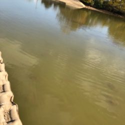 コイ釣り（ルアー）