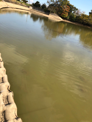 コイ釣り（ルアー）