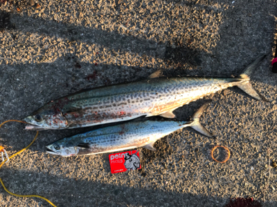 サワラとサゴシ♫