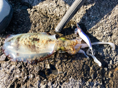 狙い通りのアオリイカ！