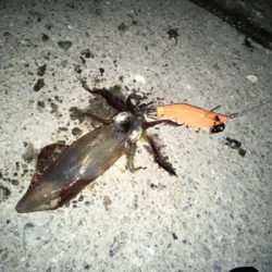 ヒイカナイトゲーム♪