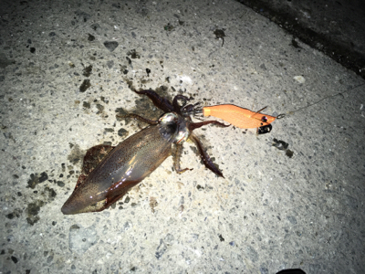 ヒイカナイトゲーム♪