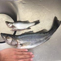 イソメ大活躍！