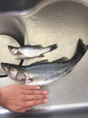 イソメ大活躍！