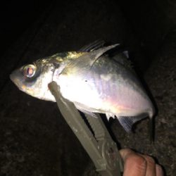 仕事帰りにチョコとアジング