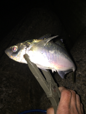 仕事帰りにチョコとアジング