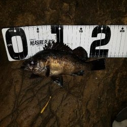 メバリングからのエギング