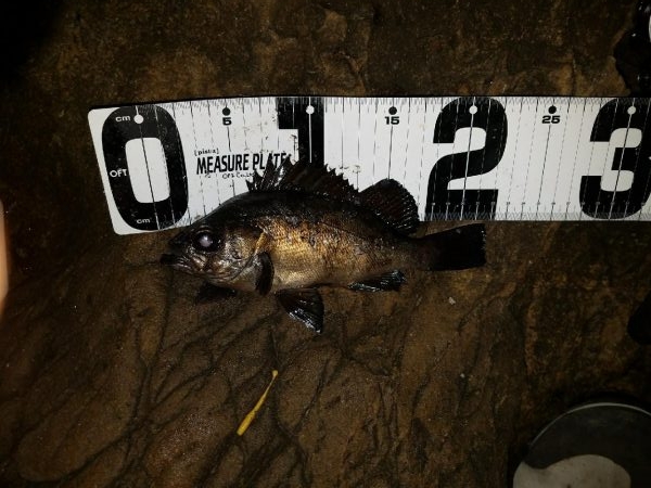 メバリングからのエギング