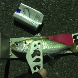 アジング成功！