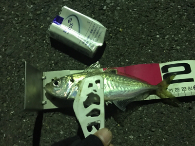 アジング成功！