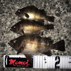 メバリング、シーズンイン