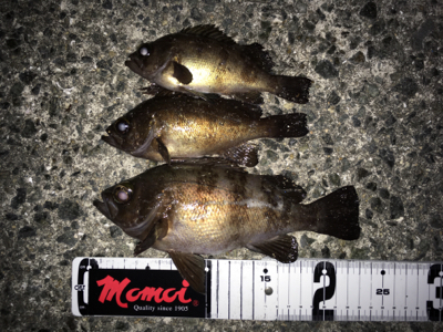 メバリング、シーズンイン