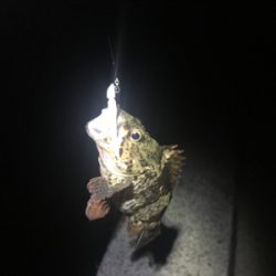 アジ釣ってみたいなー