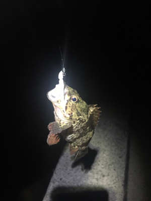 アジ釣ってみたいなー