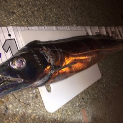 ドラゴンきました‼️