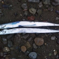 阿南市の那賀川河口でタチウオ