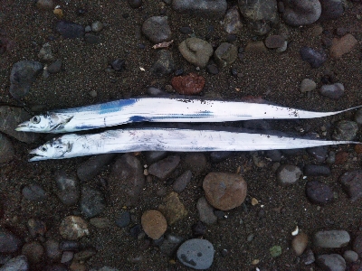 阿南市の那賀川河口でタチウオ