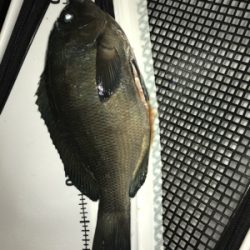 いつも渡船‼️