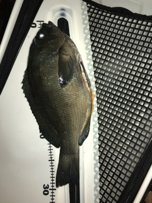 いつも渡船‼️