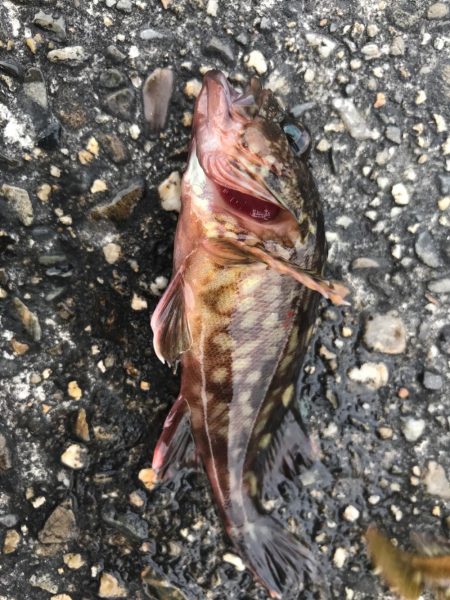 いつもの仕事帰り釣行