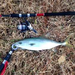 イナダ回遊有り