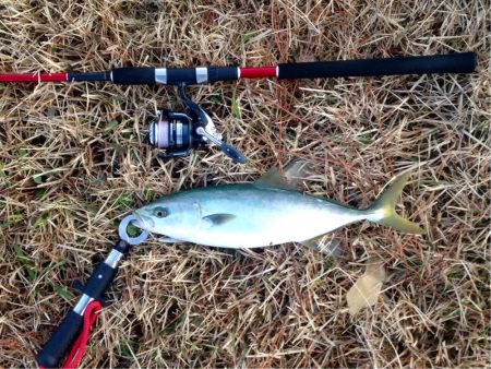 イナダ回遊有り