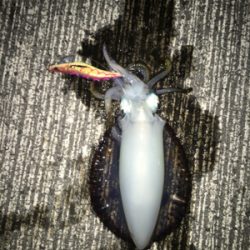 恵比寿浜 アオリイカ1杯