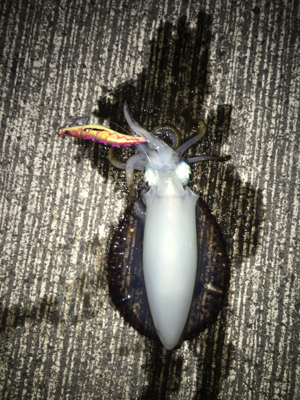 恵比寿浜 アオリイカ1杯