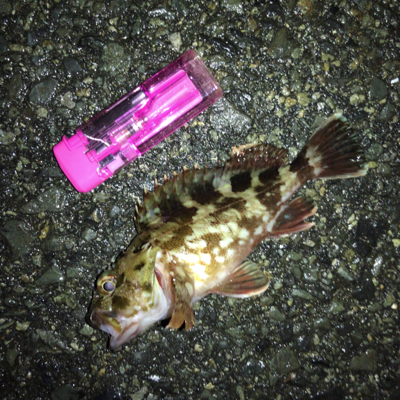 オキアミヘッドでガシリング