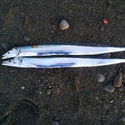 阿南市の那賀川河口でタチウオ