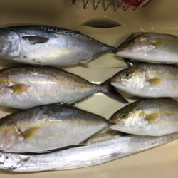 シオ釣れてます