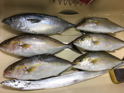 シオ釣れてます