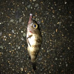 朝から釣りをする(笑)。