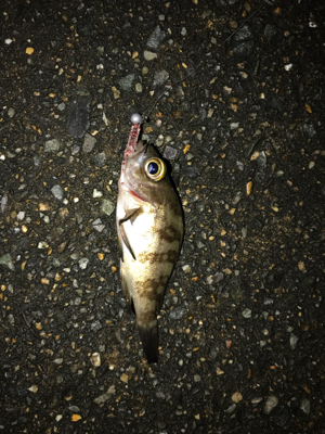 朝から釣りをする(笑)。