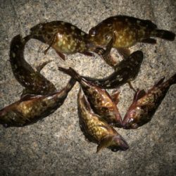 これからの季節の楽しみ！