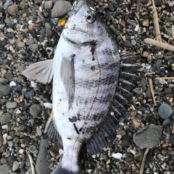 夕まずめパワー