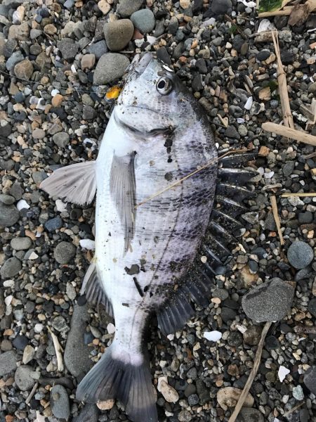 夕まずめパワー