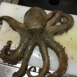 エギでタコ釣り