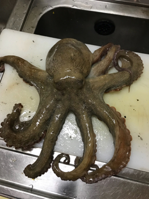 エギでタコ釣り