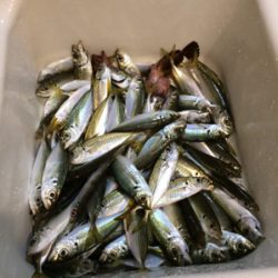 サビキ釣り