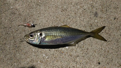 新製品にて泉南ライトゲーム