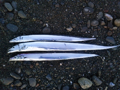 阿南市の那賀川河口でタチウオ