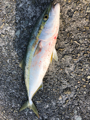 太刀魚狙いのはずが