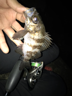 アジングのつもりが