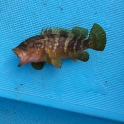 スロージギング