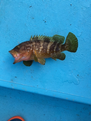 スロージギング