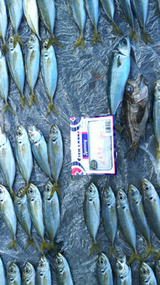 家島ライトゲーム