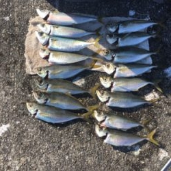 大アジねらいに