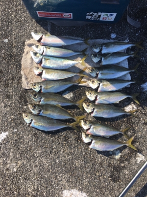 大アジねらいに